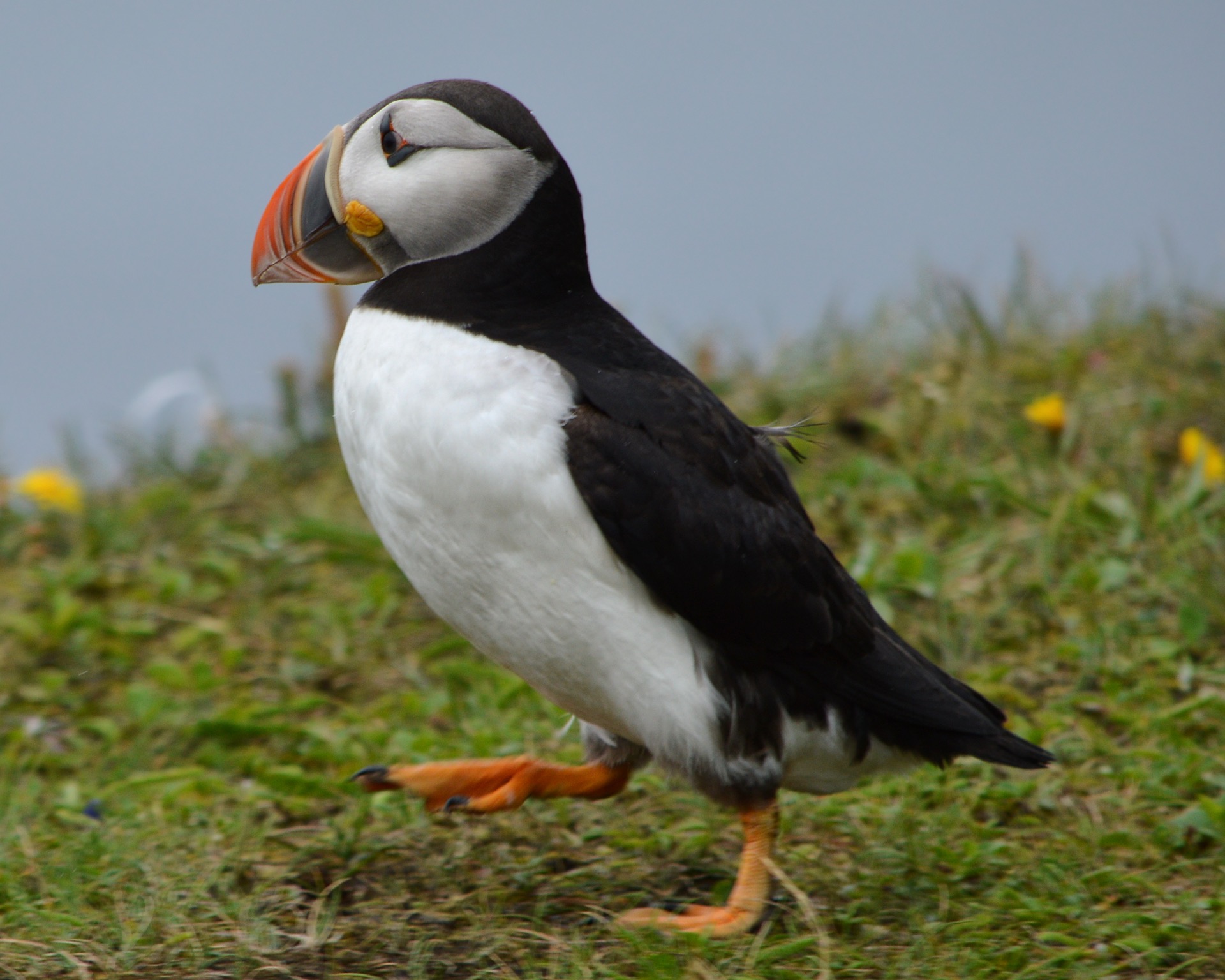 Atlantic puffin on the Newfoundland coast near St. John's