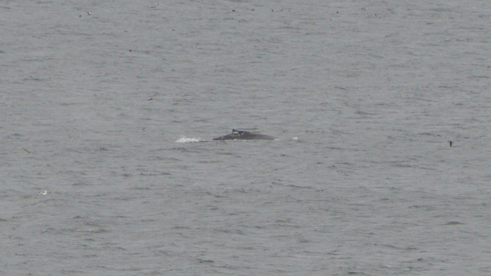 Humpback whale off the Newfoundland coast near St. John's